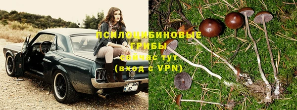 ПСИЛОЦИБИНОВЫЕ ГРИБЫ Алексин